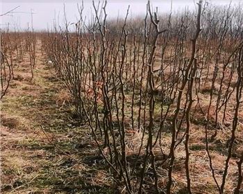 映雪黃梨苗基地展示